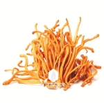 ĐTHT VIETCORDY NGUYÊN HỘP SINH KHỐI TƯƠI